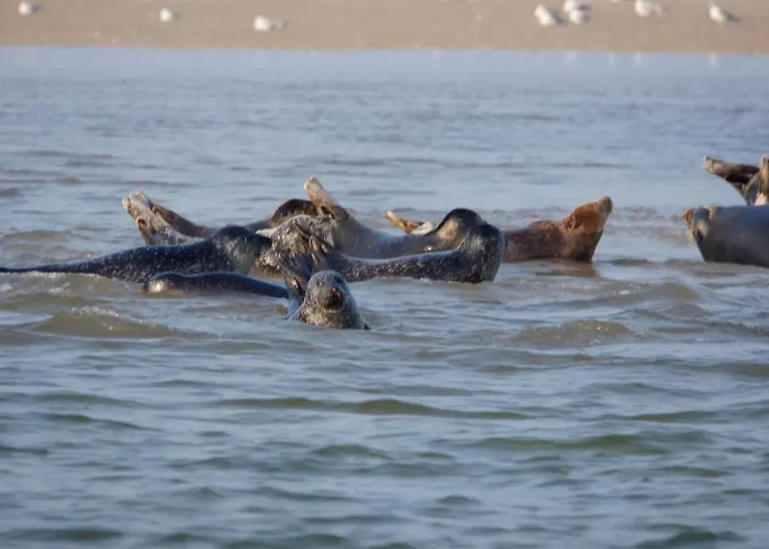 Apartman Goldene-linie-4-taubennest *